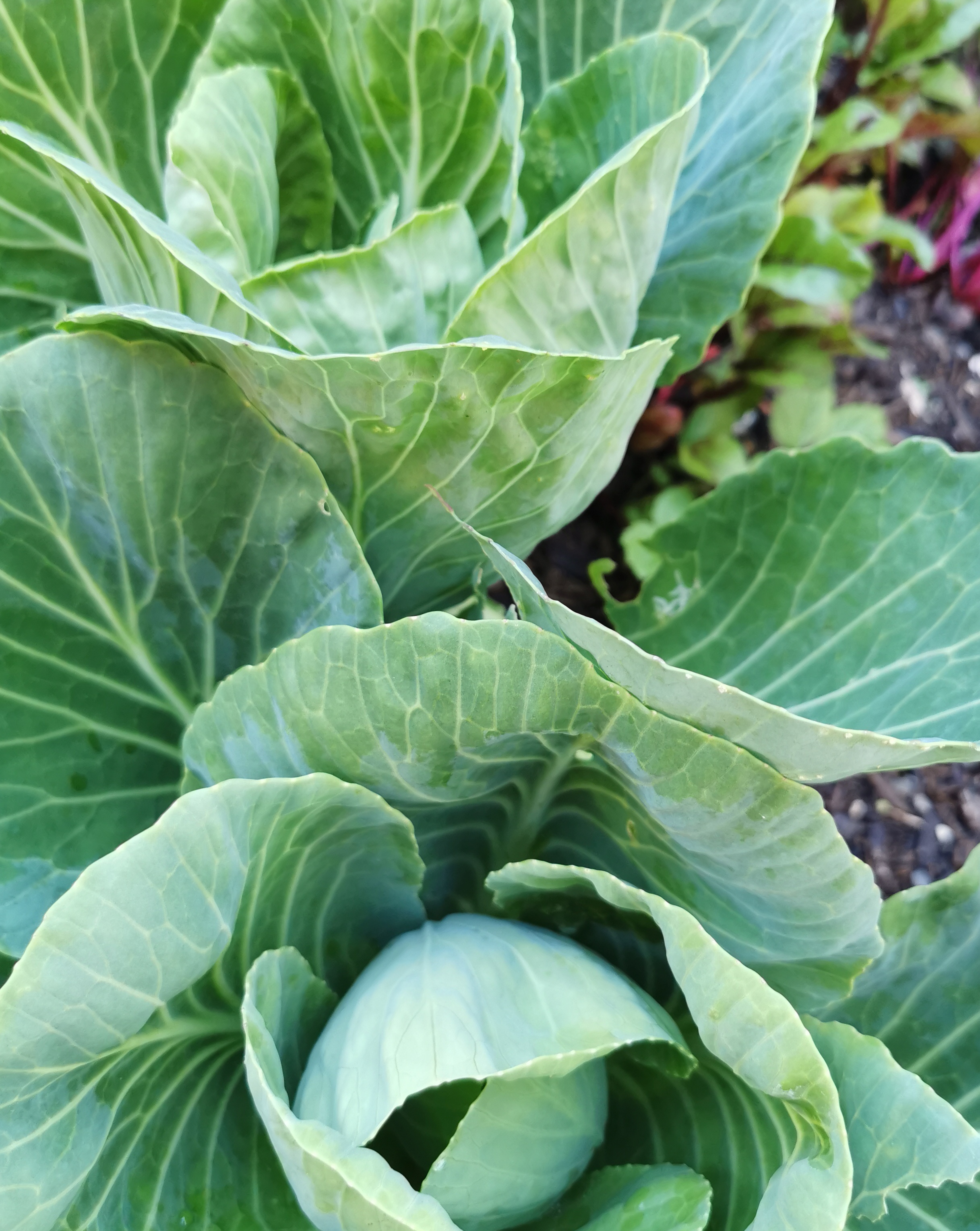 Almost Coleslaw time....