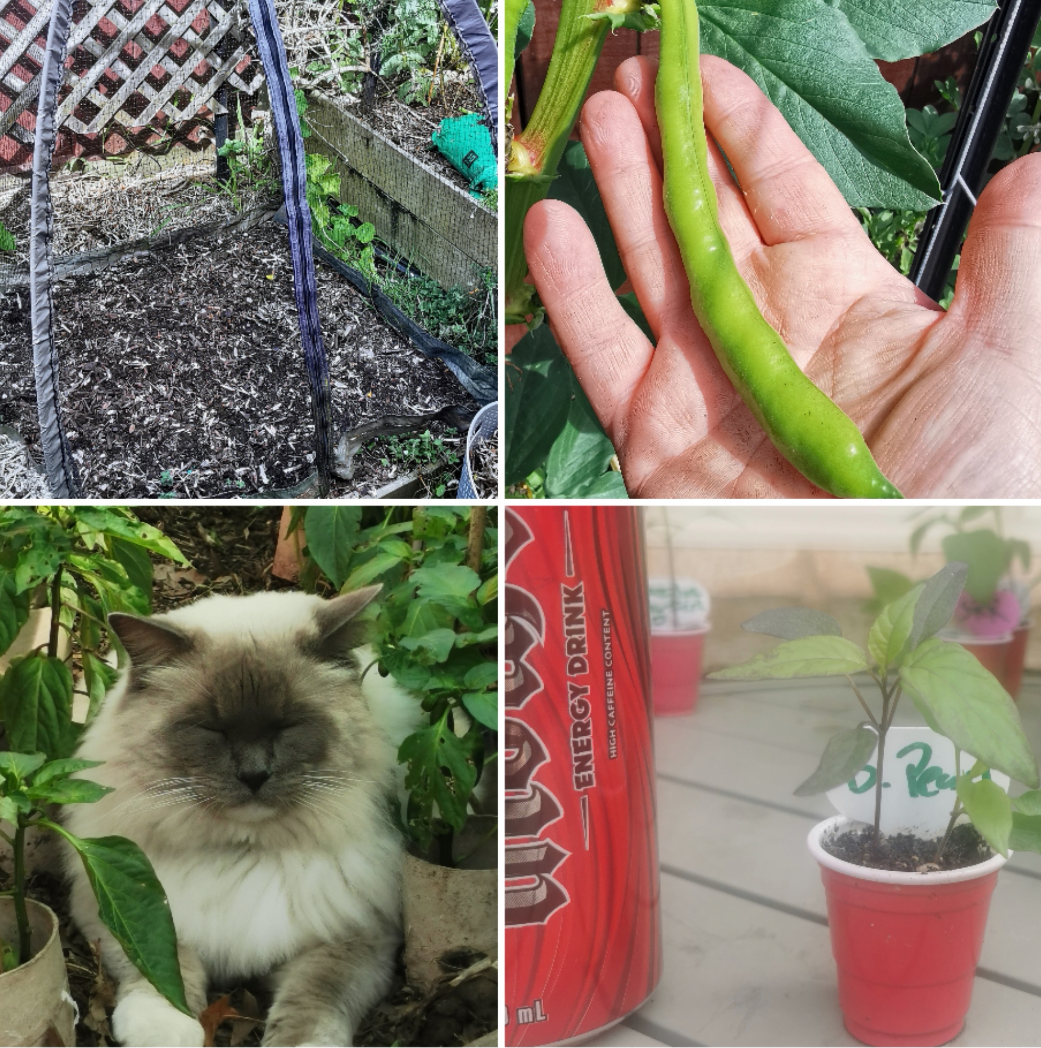 Garden with the cat. 