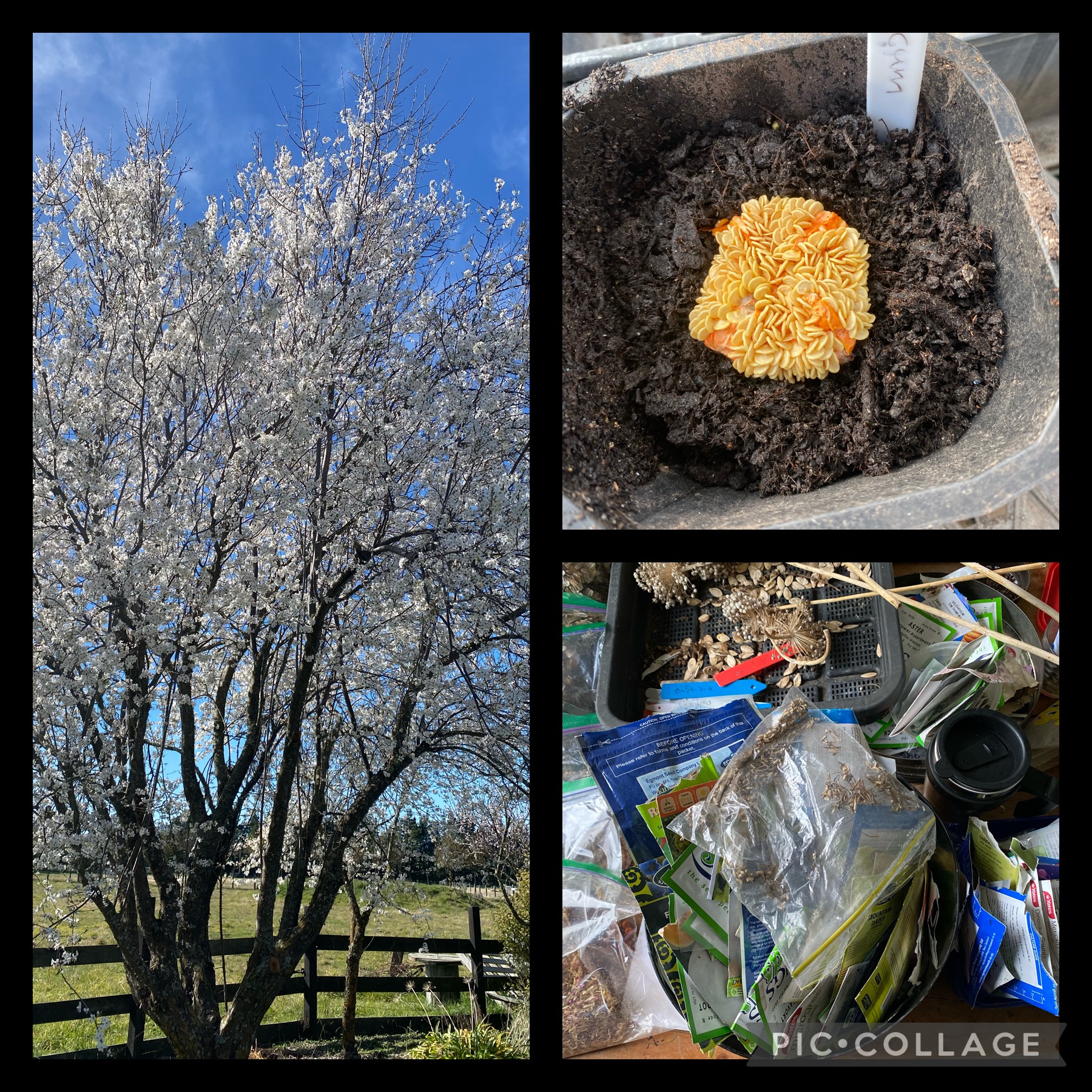 With mulch excitement I wet my plants 