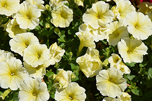 Petunia Mirage Yellow Main