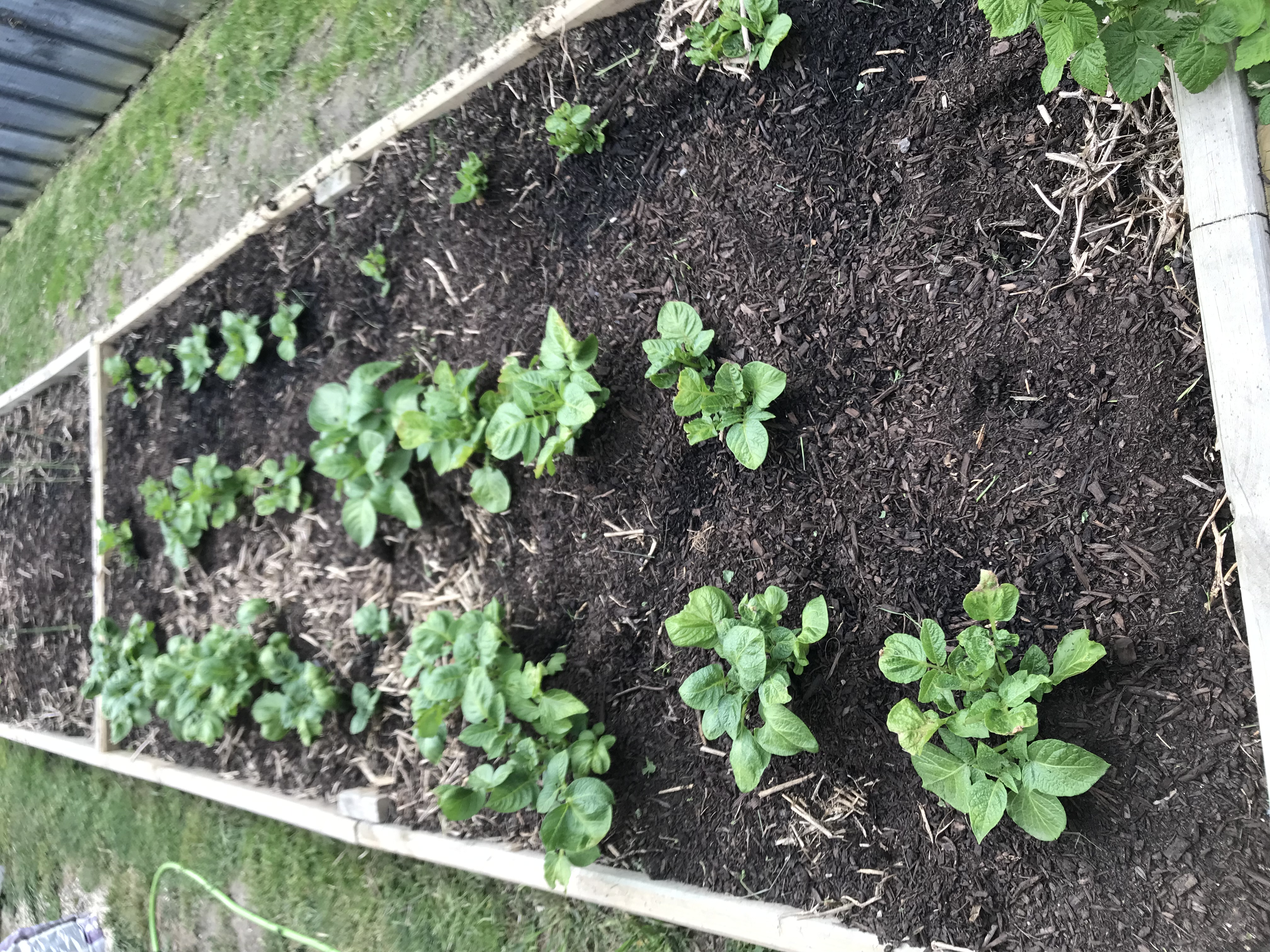 It’s all go in my garden 