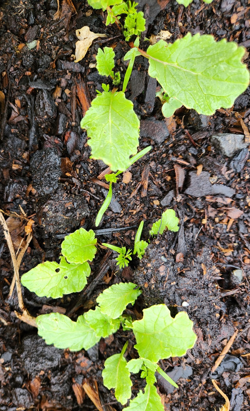Beating the Rain