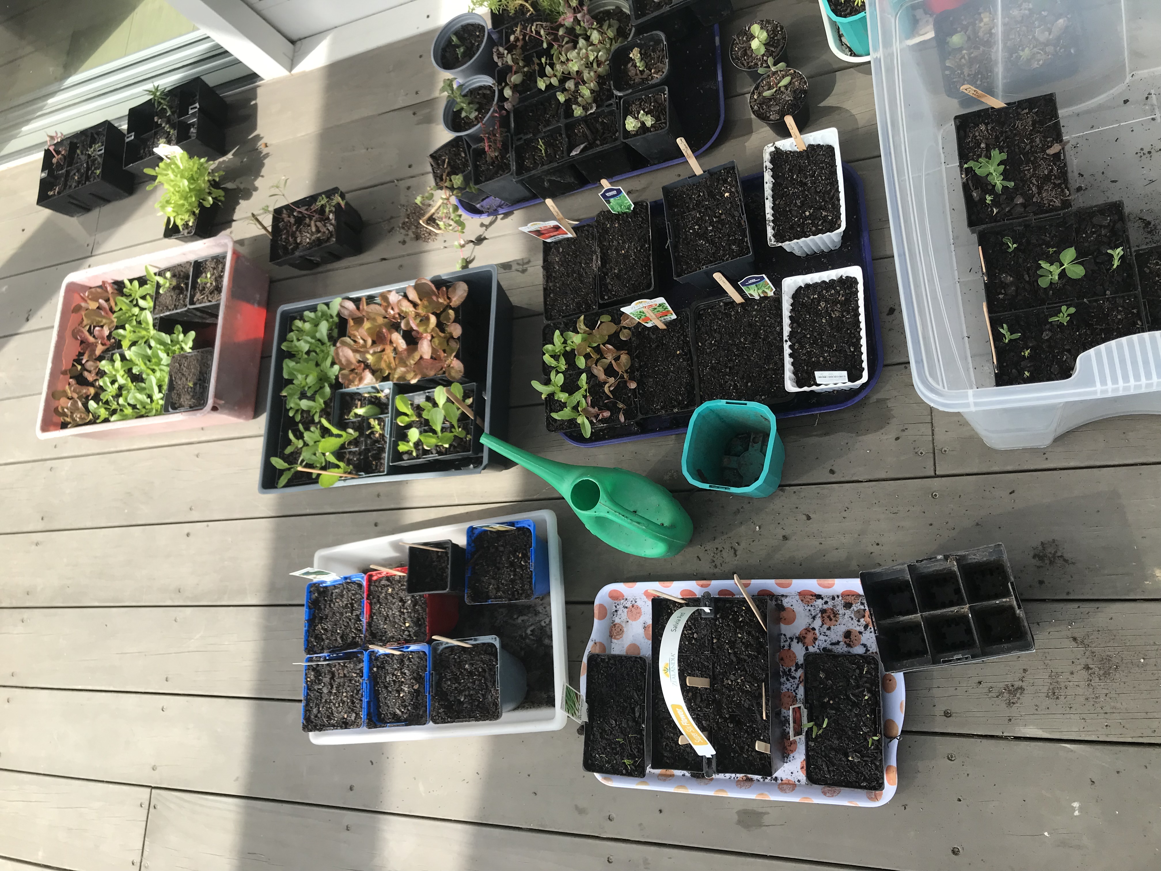 Seed sowing in full swing 