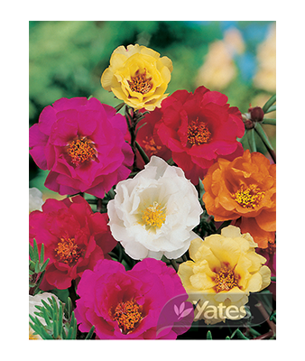 Portulaca Sun Dancer Product