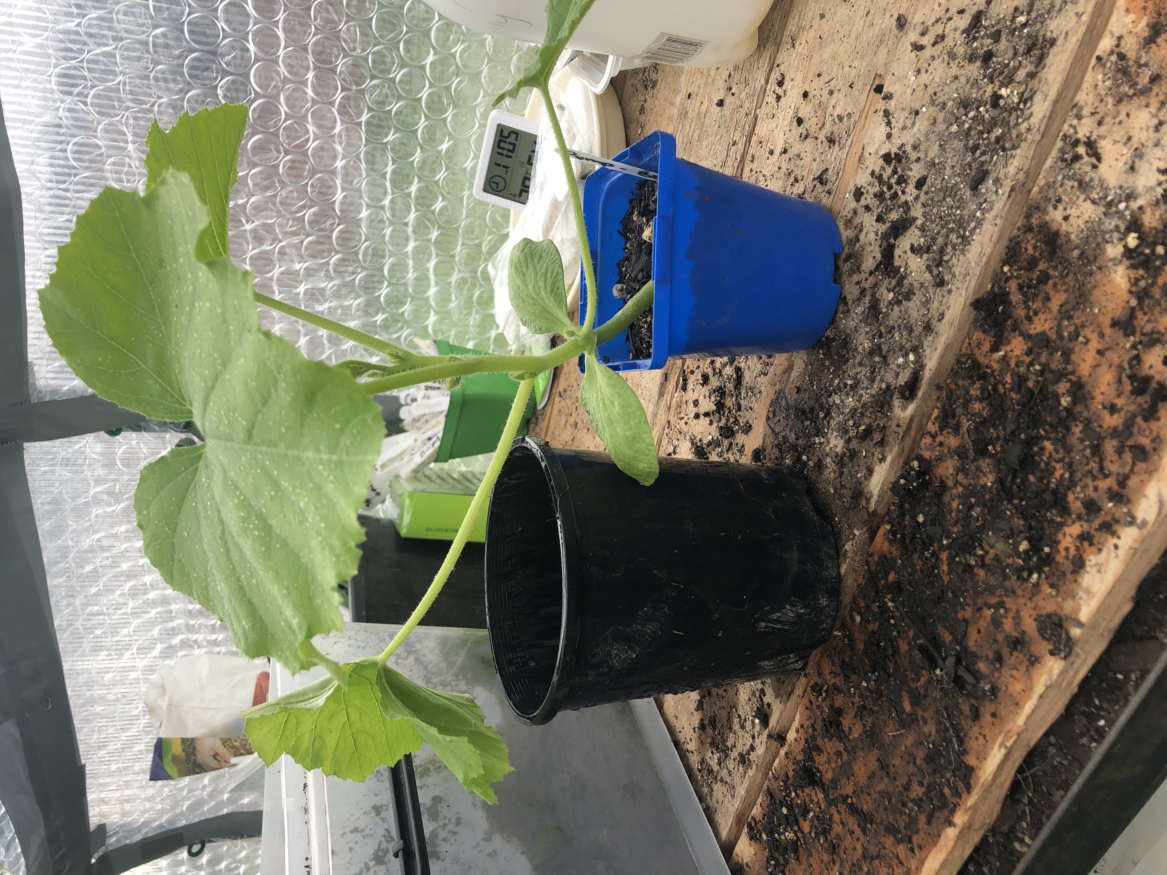 Labour weekend gardening