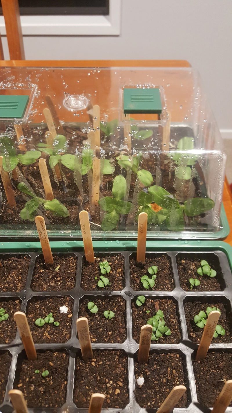 Seed Sowing Update
