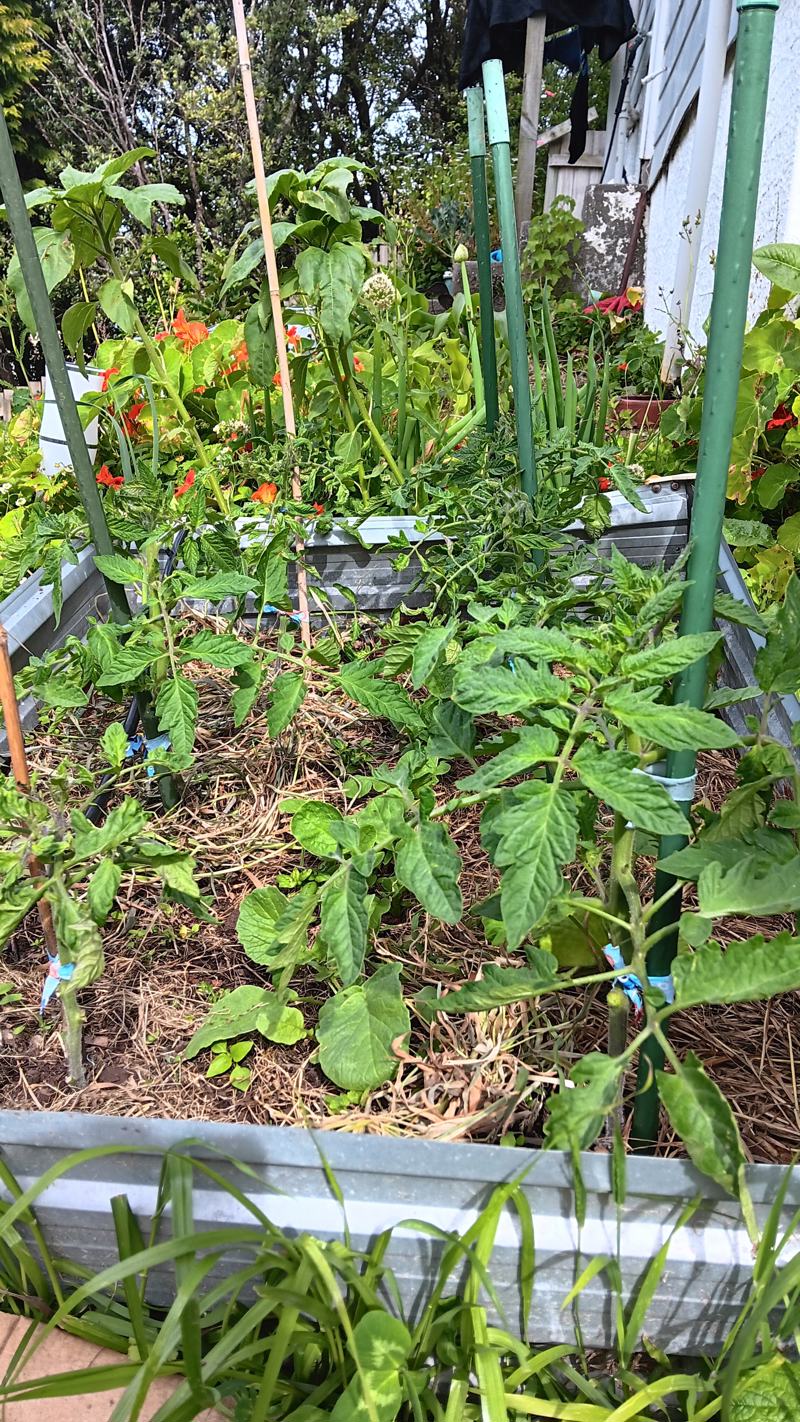 Tomato time