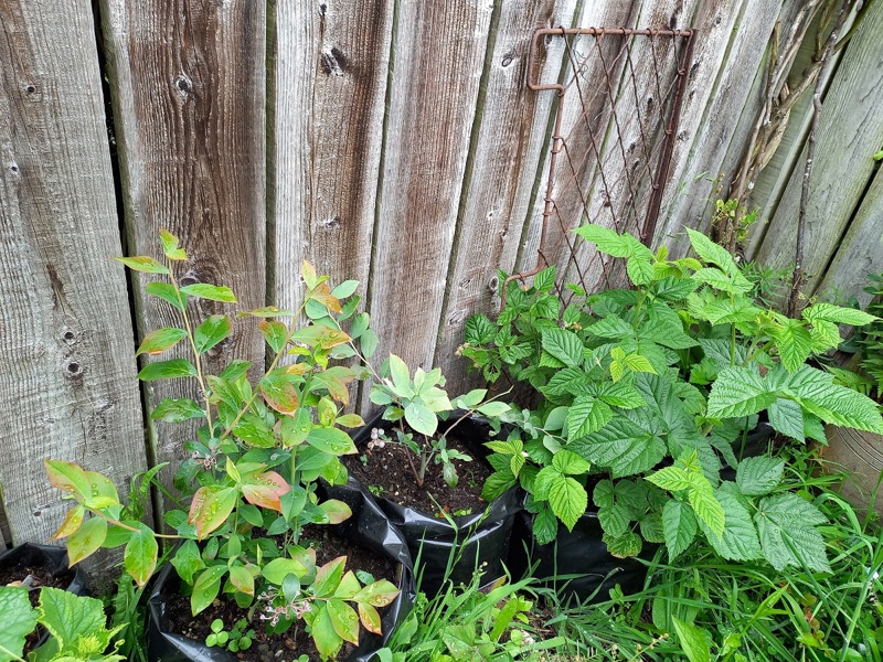Tiny berry garden doing well