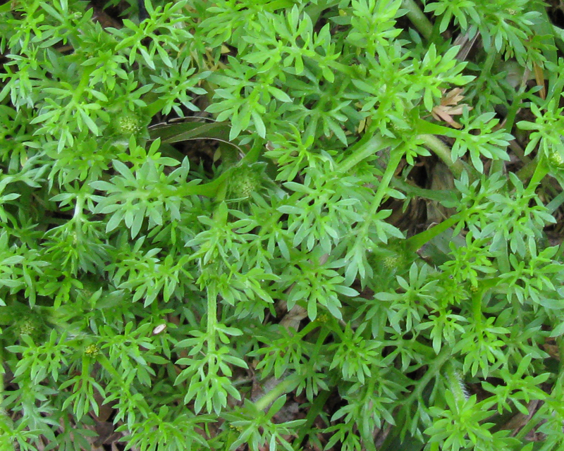 Onehunga (Prickle) Weed