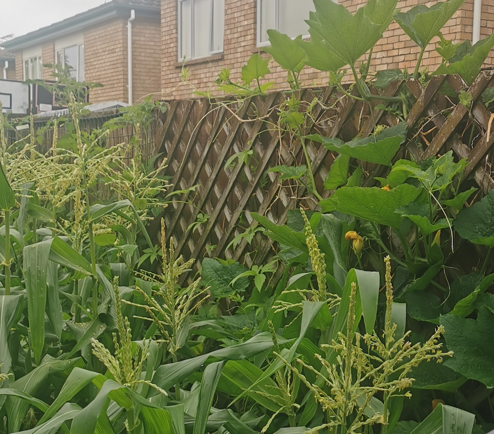  Gem Squash has found room to grow. 