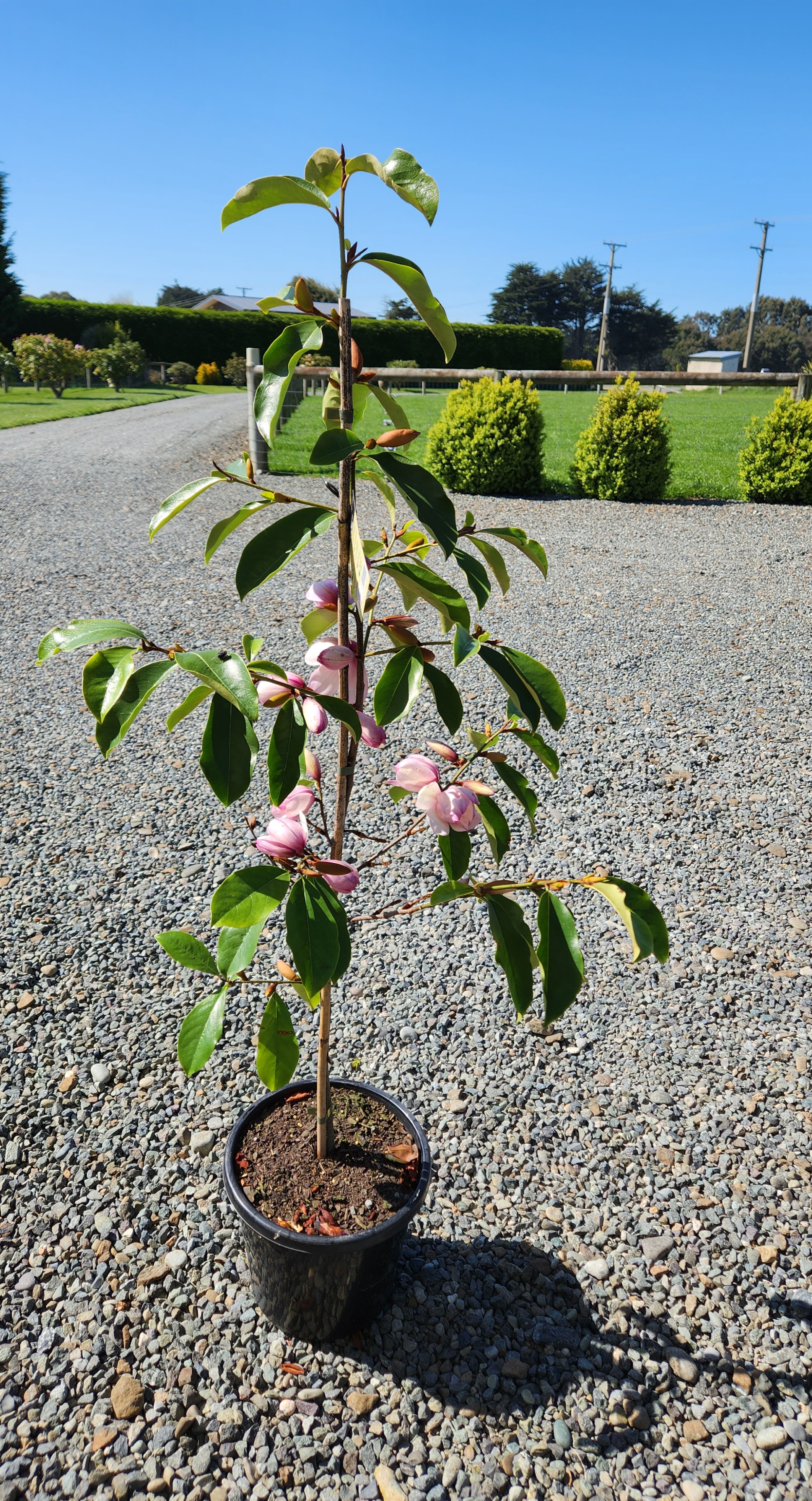 Missing my gardening friend