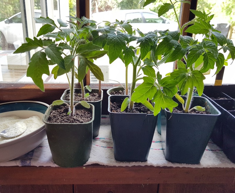 Trapped inside for another few days