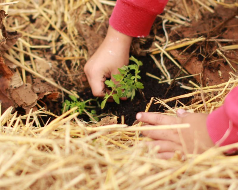 How to water and mulch plants Yates