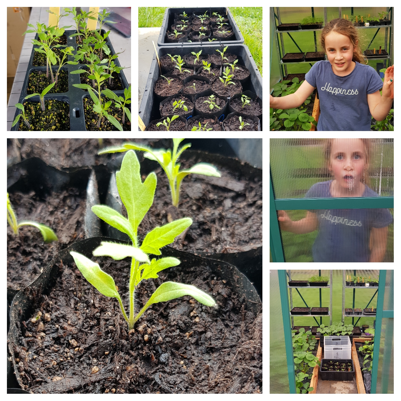 Deep Burying Tomatoes 