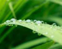 Why and how you should fertilise your lawn