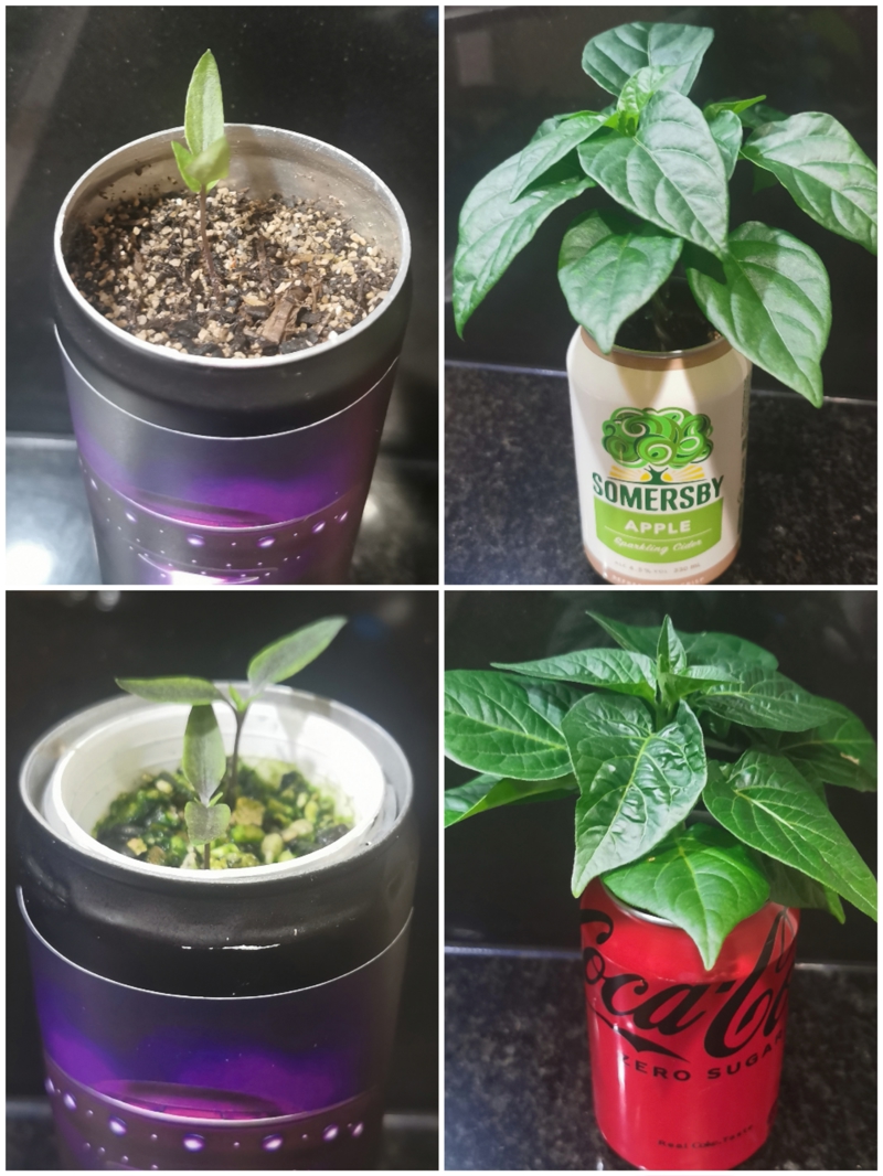 Pepper in a Can update.