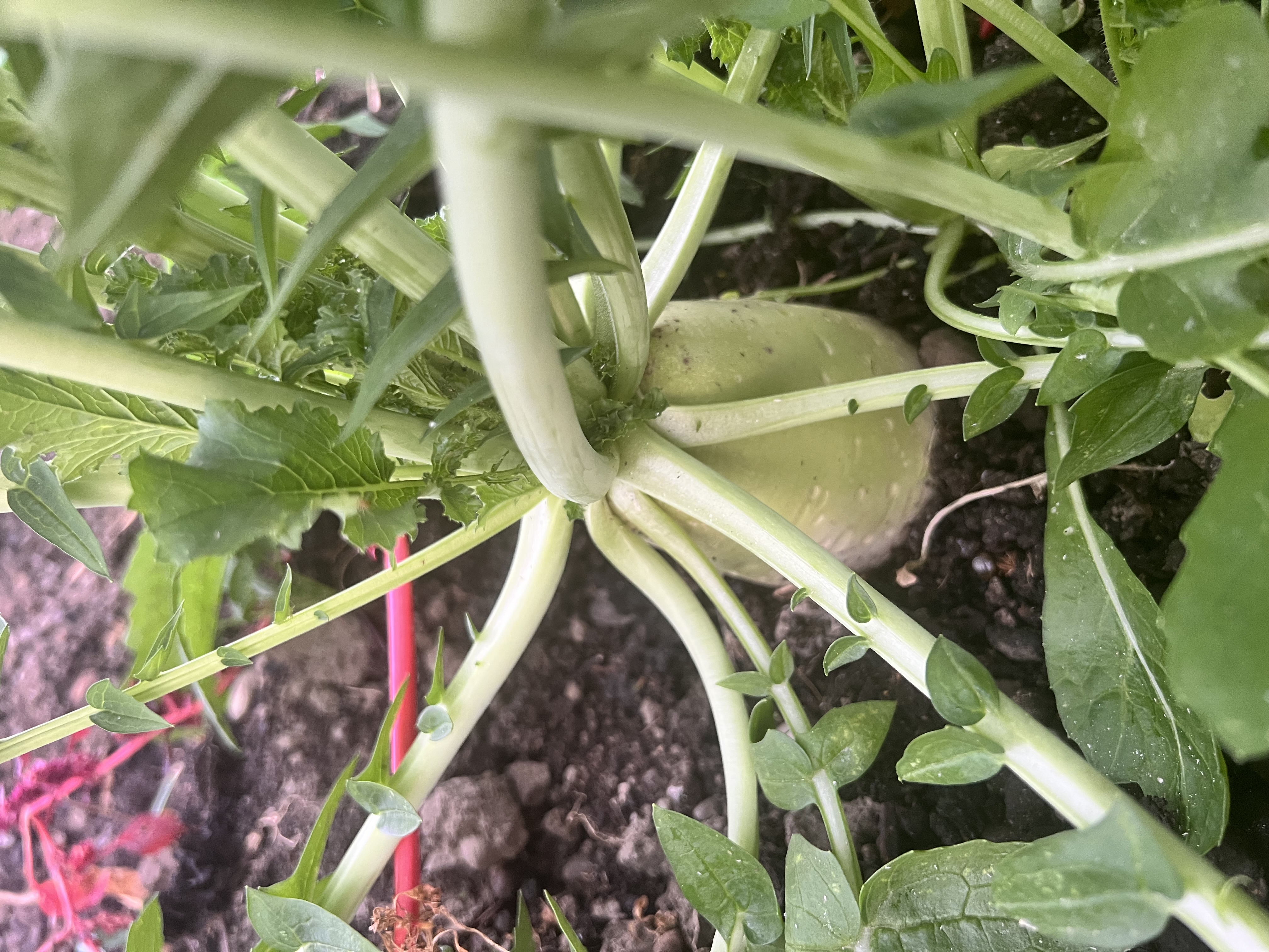 Giant daikon radish 