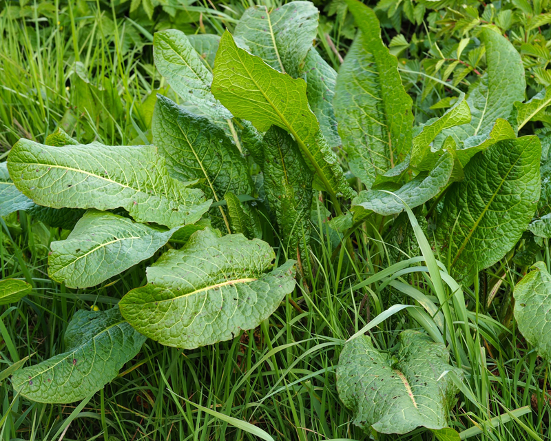 Need a Quick Fix for Dock Weeds?