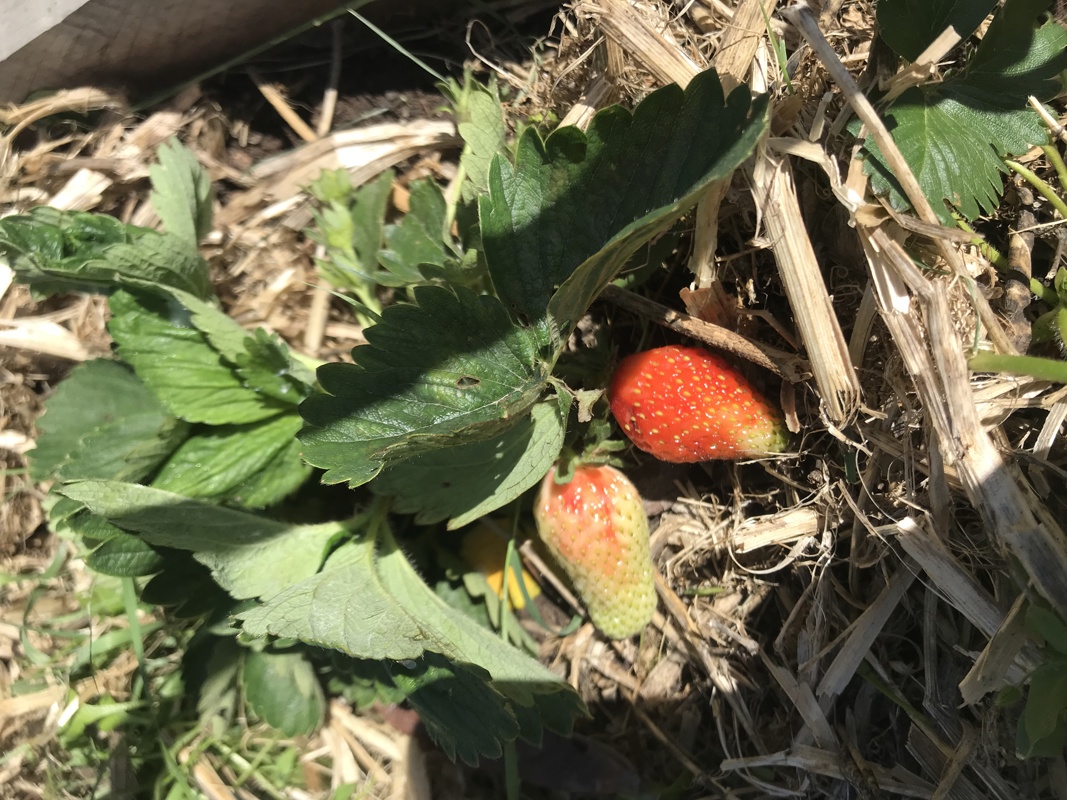 Strawberries are not too far away 