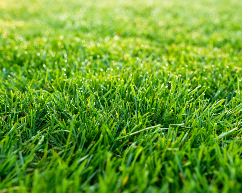 Lush Lawn 3 Thumb