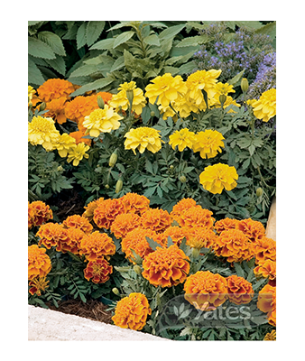 Marigold Safari Mixture Product