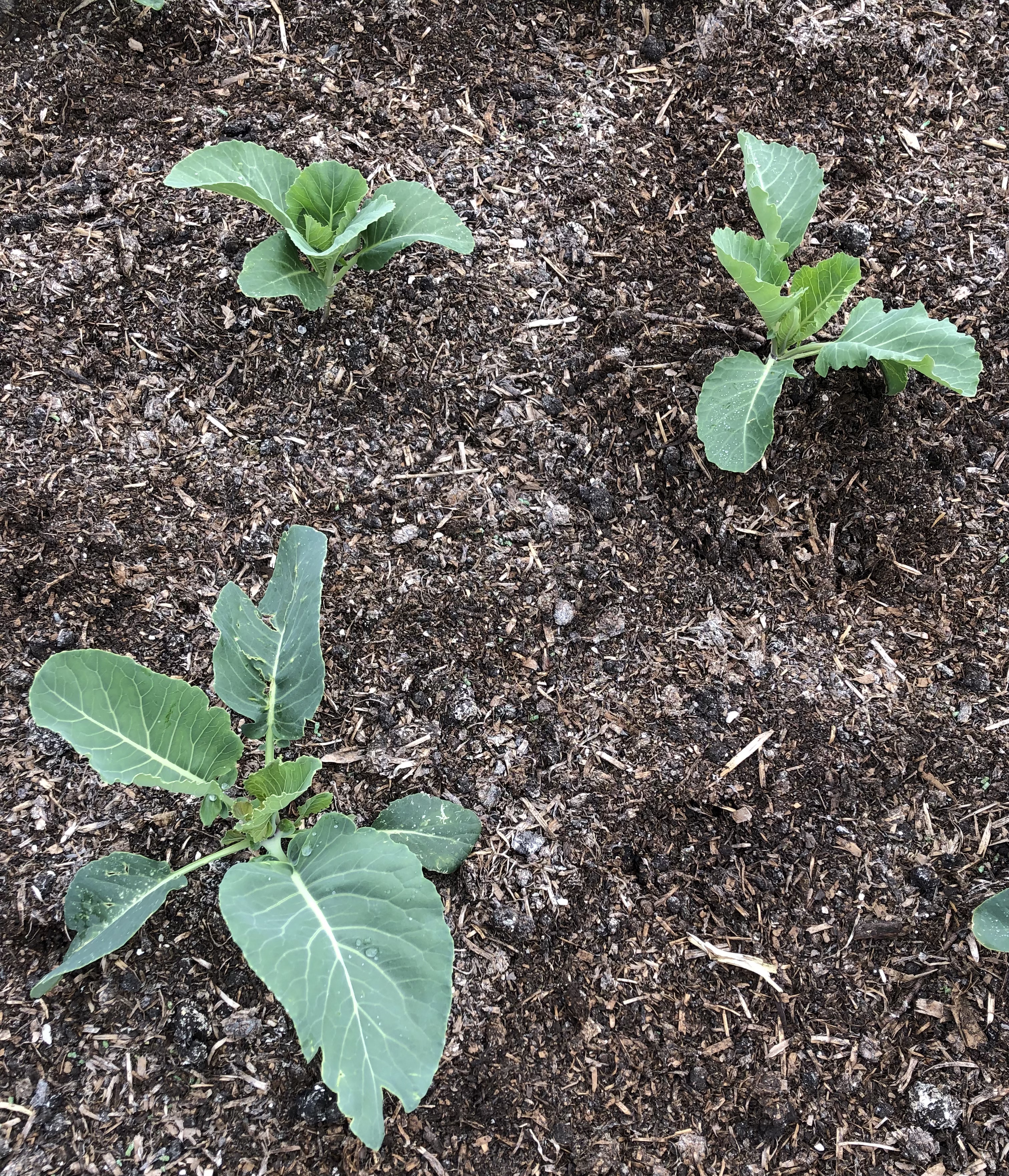 Brassica bed near death update