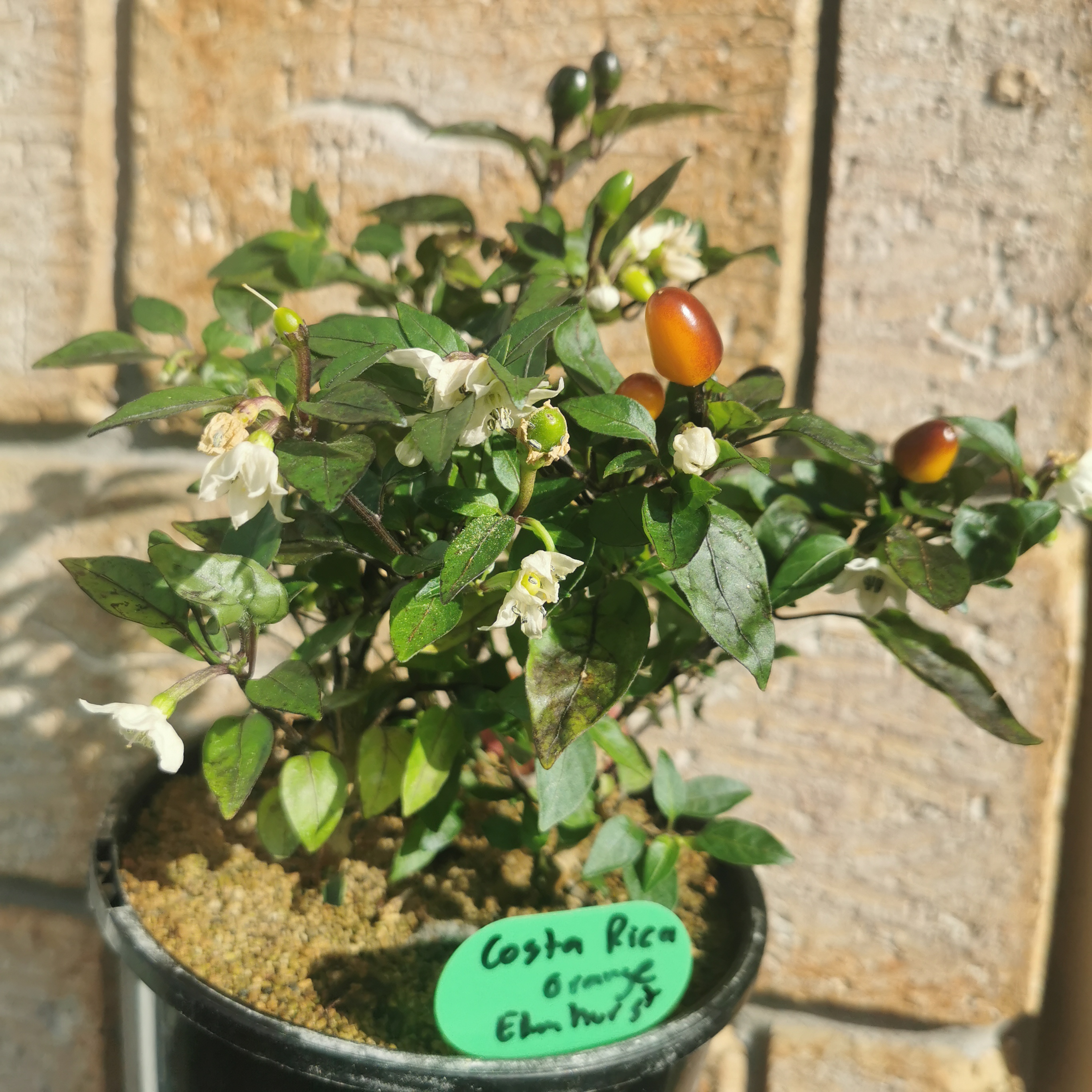 Costa Rica Orange for seed selection. 