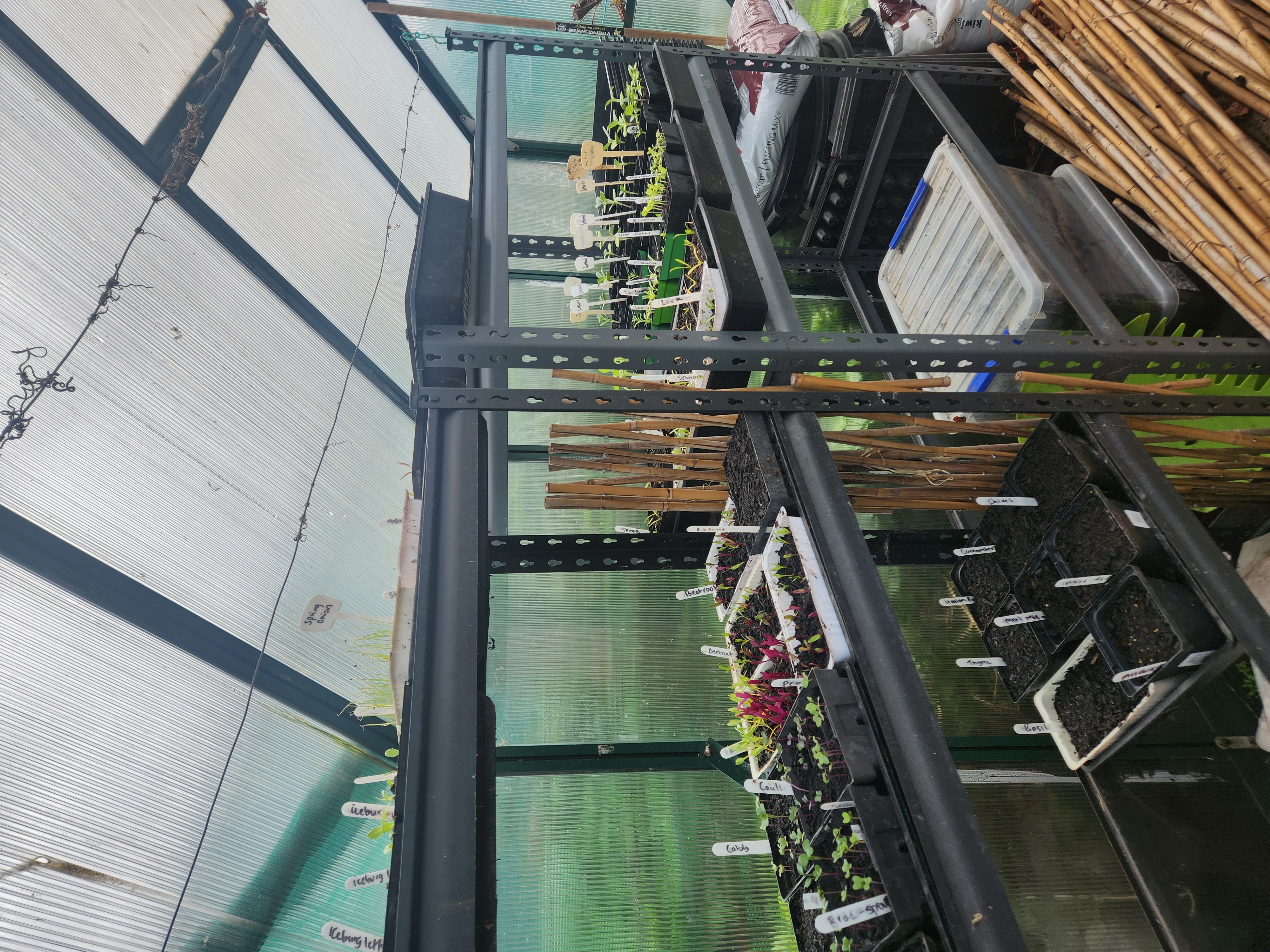 Saturday in the garden