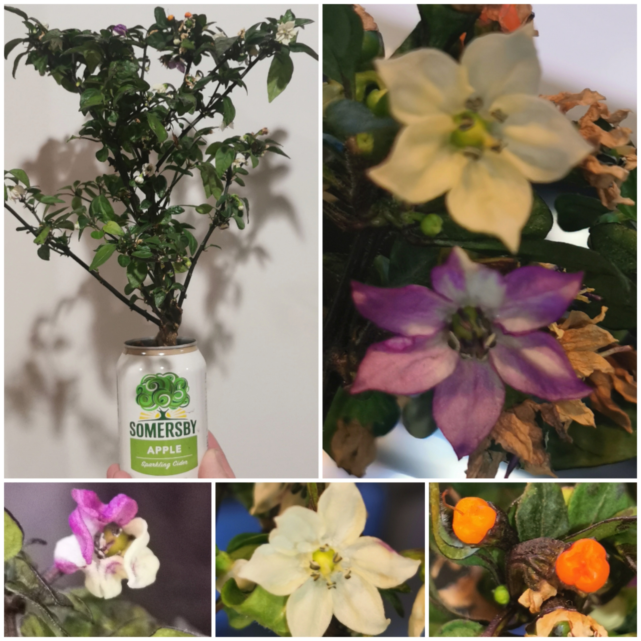 Costa Rican lessons! 