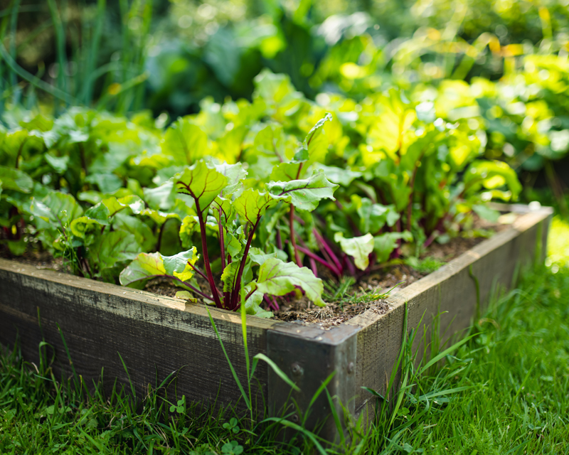Better Homegrown.