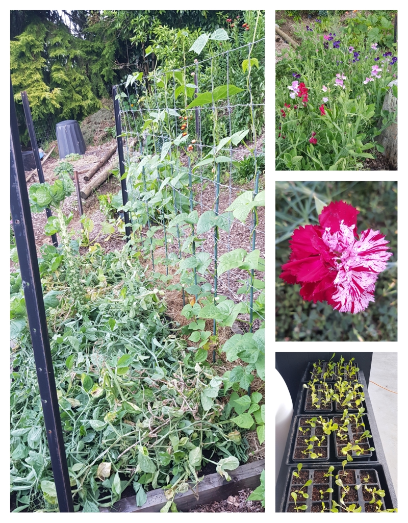 Sweet Pea Mulch