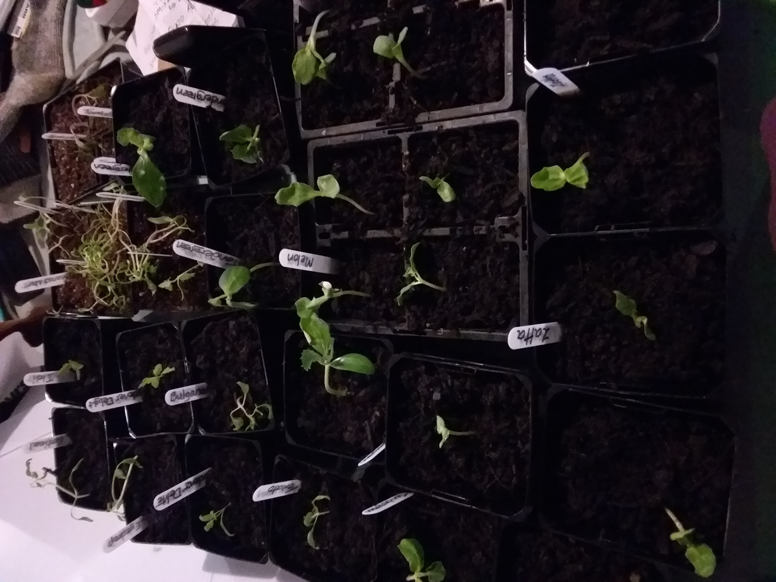 Pricking out