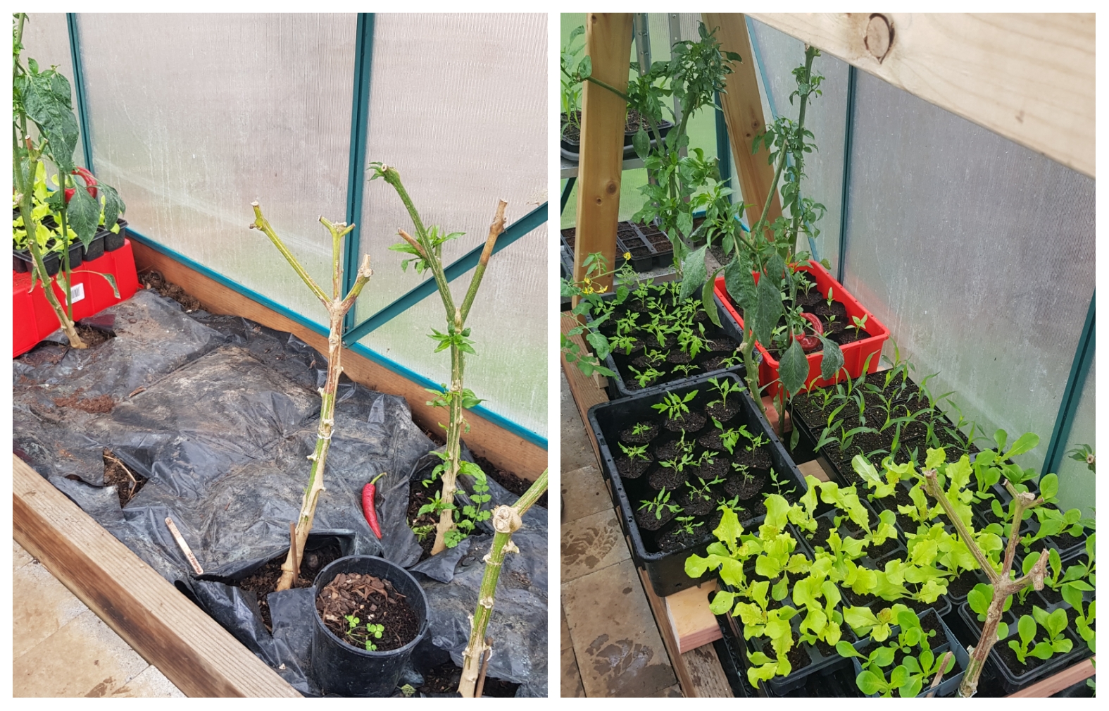 Where there's a will there's a way