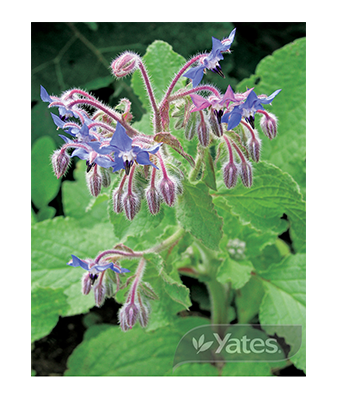 Borage Product