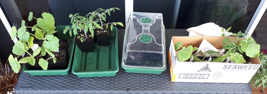 Sharing my love of gardening 