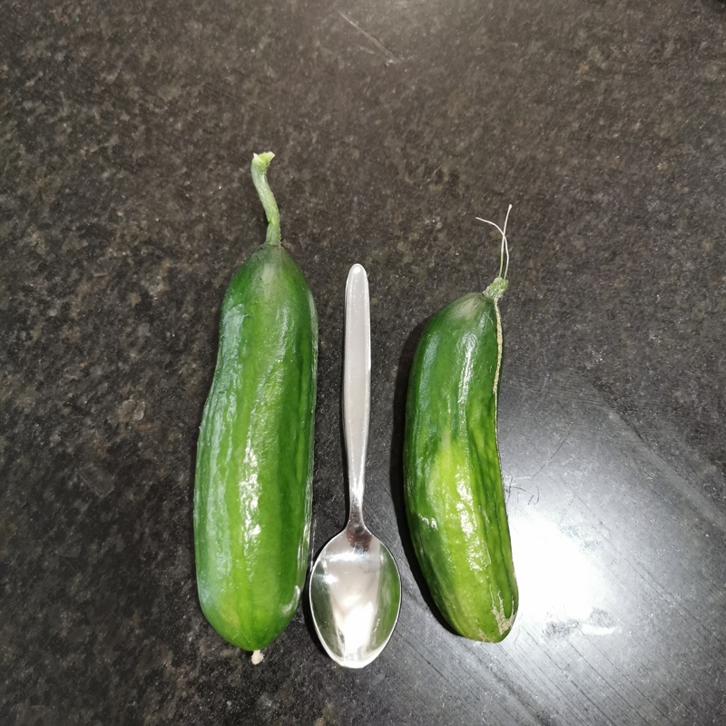 Giving the pollenaters a year off!