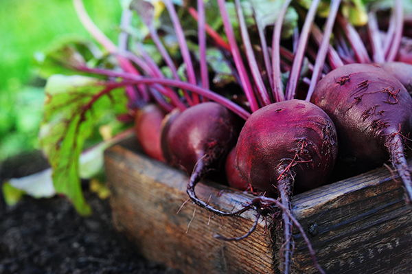 Harvest Beetroot