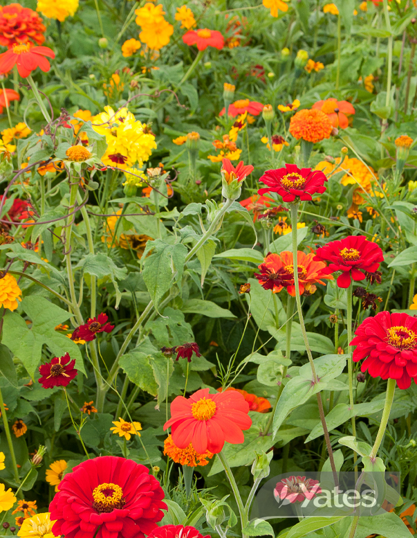 Yates Wildflower Mexican Fiesta In Situ 56182