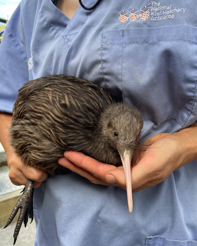 Kiwi Hatchery Thumb