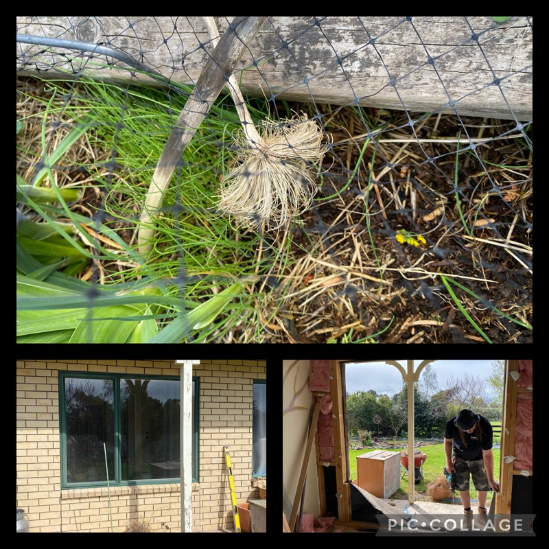 Self confessed lazy gardener