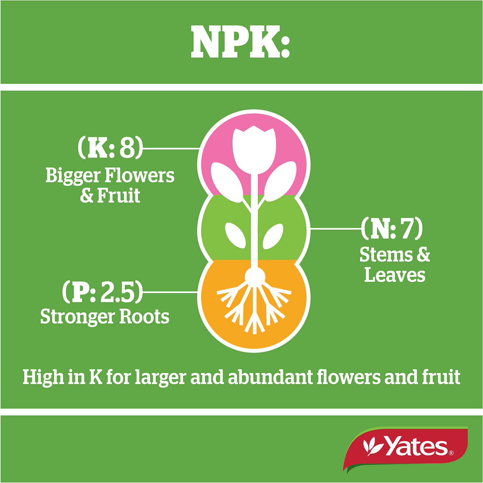 Yates Camelia Granulars V1 08