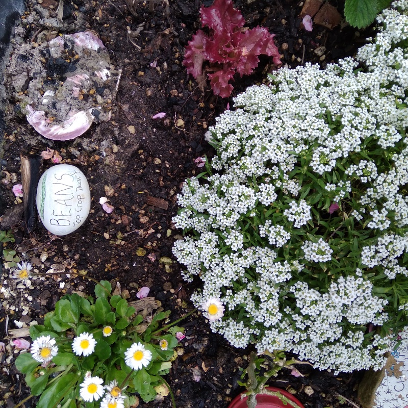 Wednesday WEEDING ...