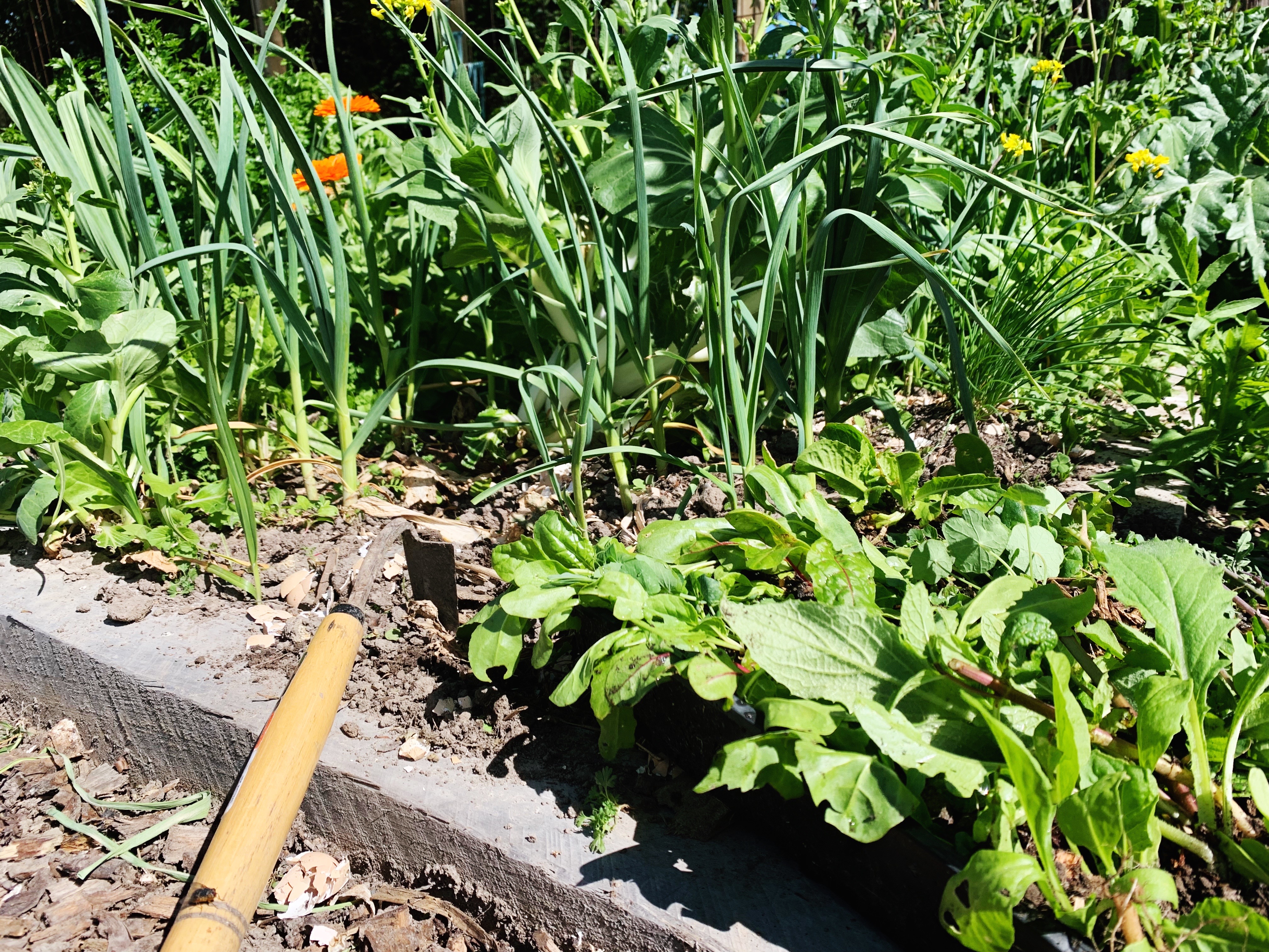 NOTES FROM A FOODBANK VOLUNTEER