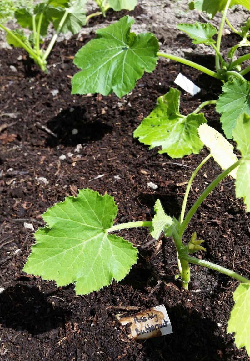 Cucurbits are out, vaguely labelled