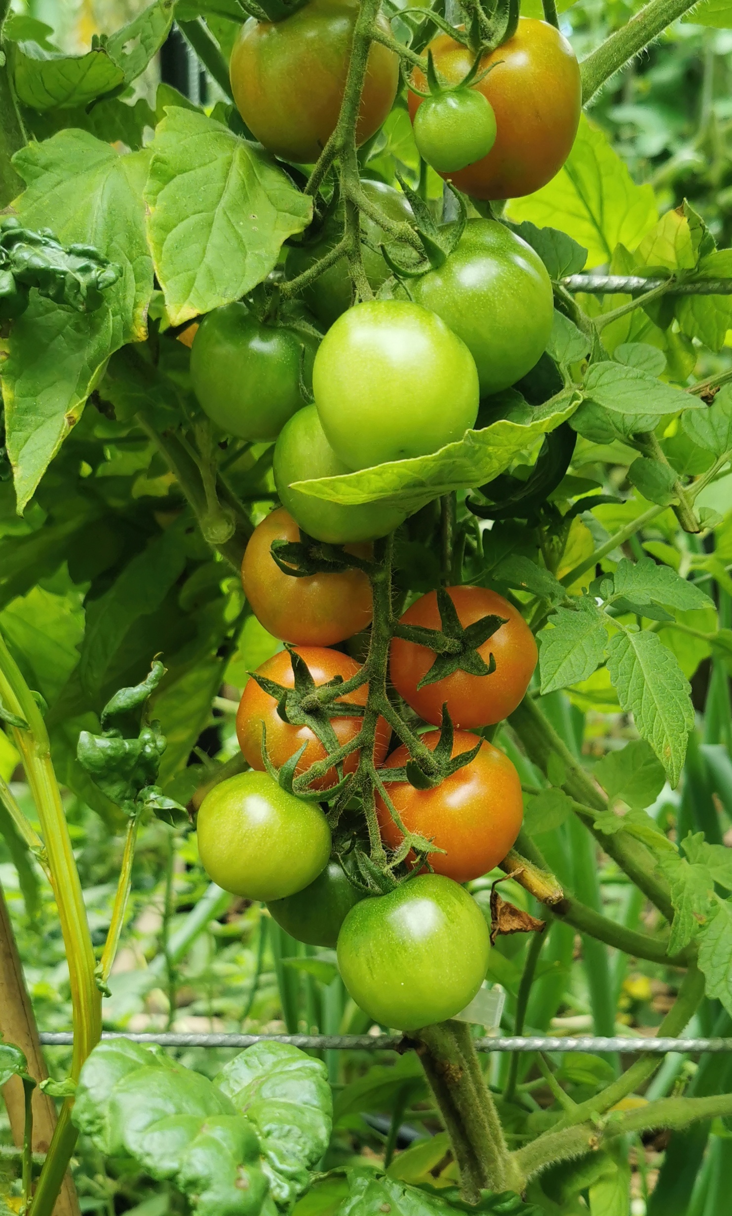  Gardeners delight in 3rd.