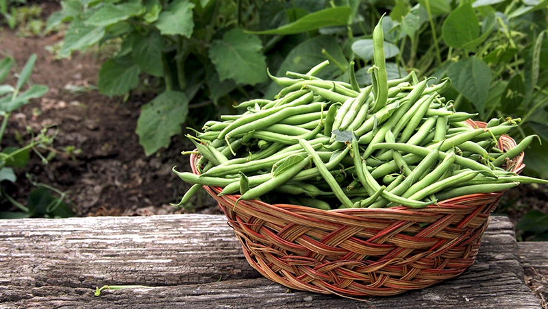 beans-basket-2