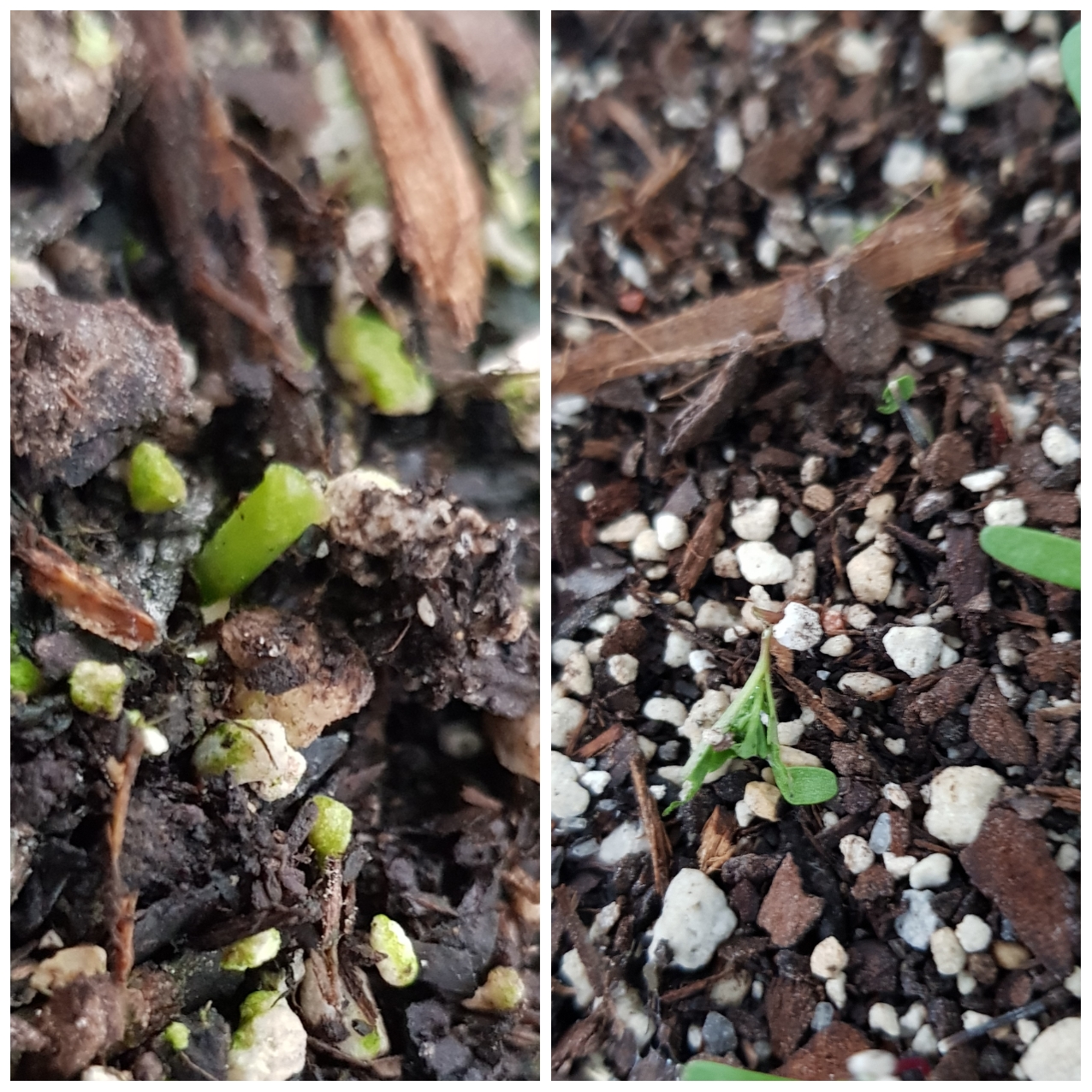 Murder In The Greenhouse