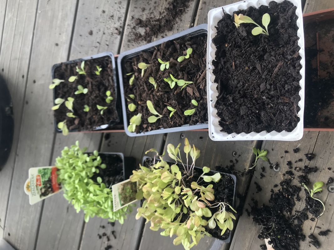Too many Lettuce seedlings