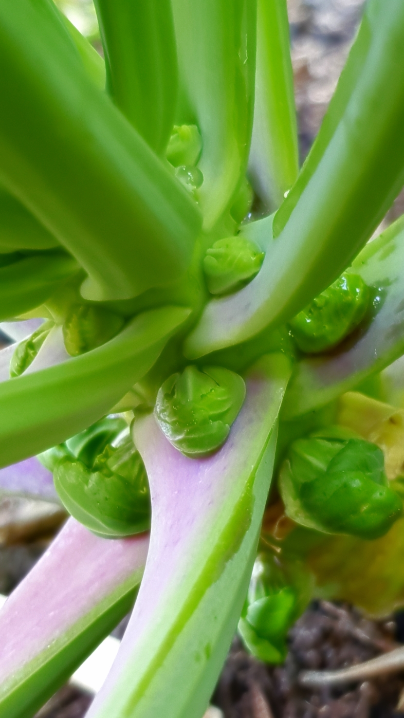 Never thought I'd grow em