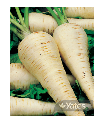 Parsnip Yatesnip Product